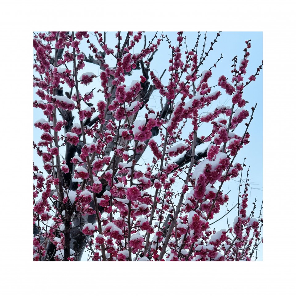 アップロード画像