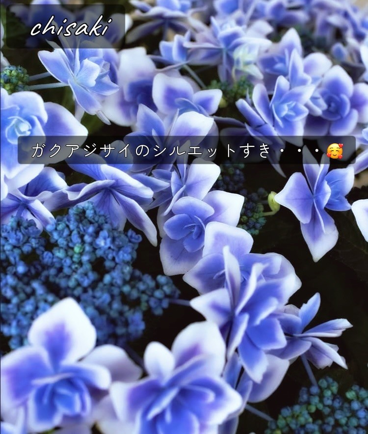 アップロード画像