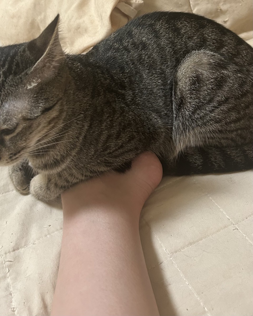 アップロード画像